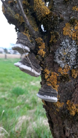 Phellinus pomaceus