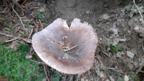 Russula foetens