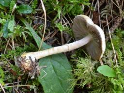 Agaricus semotus