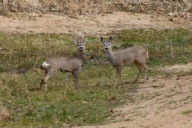 Capreolus capreolus