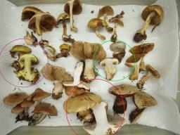 Cortinarius aleuriosmus