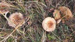 Lactarius torminosus