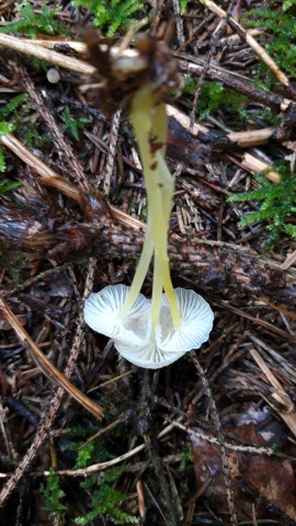 Mycena epipterygia