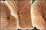 Tectella patellaris
