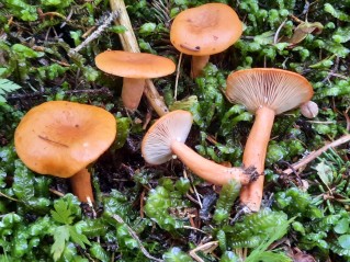 Lactarius aurantiacus