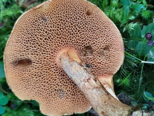 Suillus tridentinus