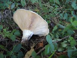 Lactarius controversus