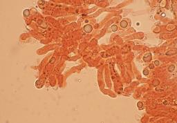 Atractosporocybe inornata