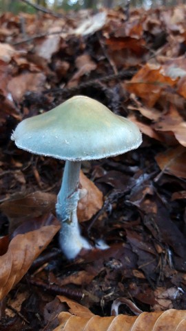 Stropharia caerulea