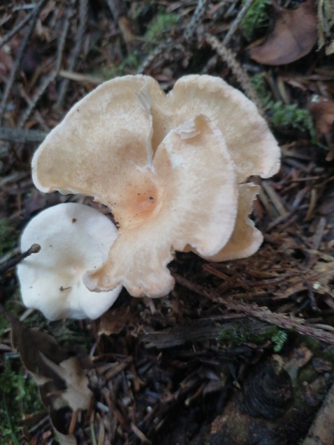 Infundibulicybe gibba