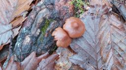 Cortinarius semisanguineus