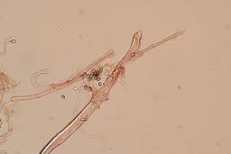 Deconica crobula