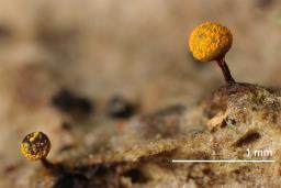 Physarum auriscalpium