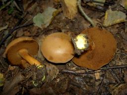 Chalciporus piperatus