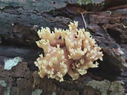 Ramaria stricta