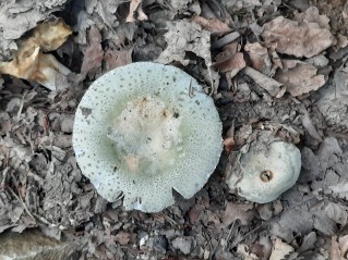 Russula virescens