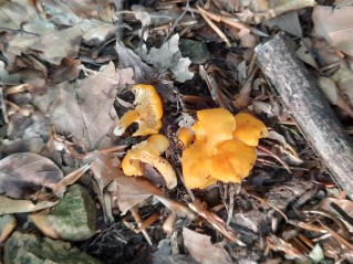 Cantharellus friesii