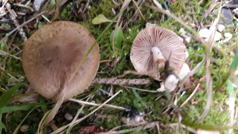 Inocybe