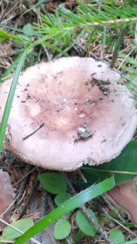 Russula vesca