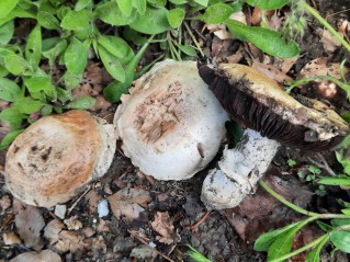 Agaricus bitorquis
