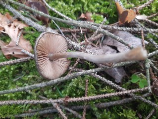 Entoloma vernum