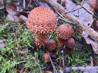 Pholiota squarrosa