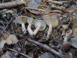 Lactarius subdulcis