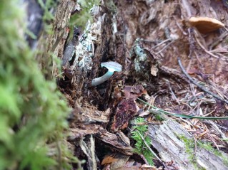 Rhizocybe pruinosa