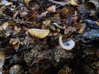 Humaria hemisphaerica