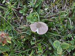 Entoloma griseocyaneum