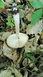 Megacollybia platyphylla