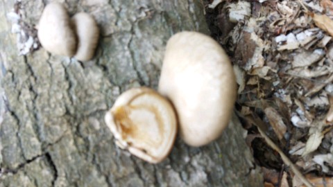 Pleurotus calyptratus