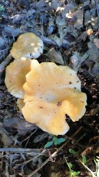 Cantharellus cibarius