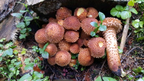 Pholiota squarrosa