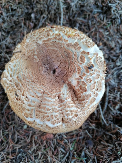 Agaricus augustus