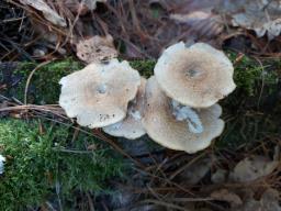 Lentinus arcularius