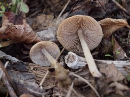 Psathyrella spadiceogrisea