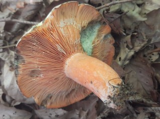 Lactarius deterrimus