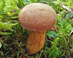 Suillellus luridus