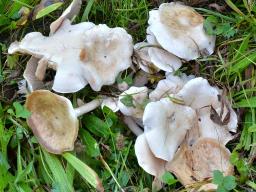 Clitocybe fasciculata