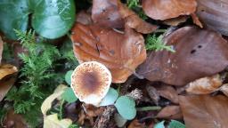 Lepiota castanea