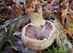 Cortinarius torvus