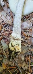 Amanita griseofulva