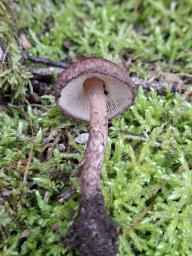 Lepiota fuscovinacea