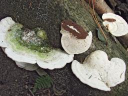 Trametes gibbosa