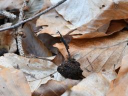 Xylaria carpophila