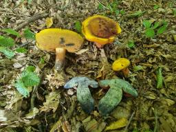 Neoboletus xanthopus