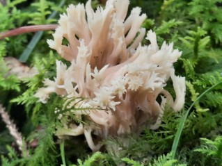 Clavulina coralloides