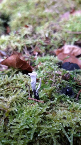 Xylaria hypoxylon