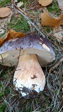 Boletus pinophilus